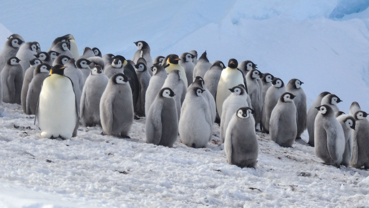 Cooped up at home? You can help scientists spot penguins from space or seek out new galaxies.